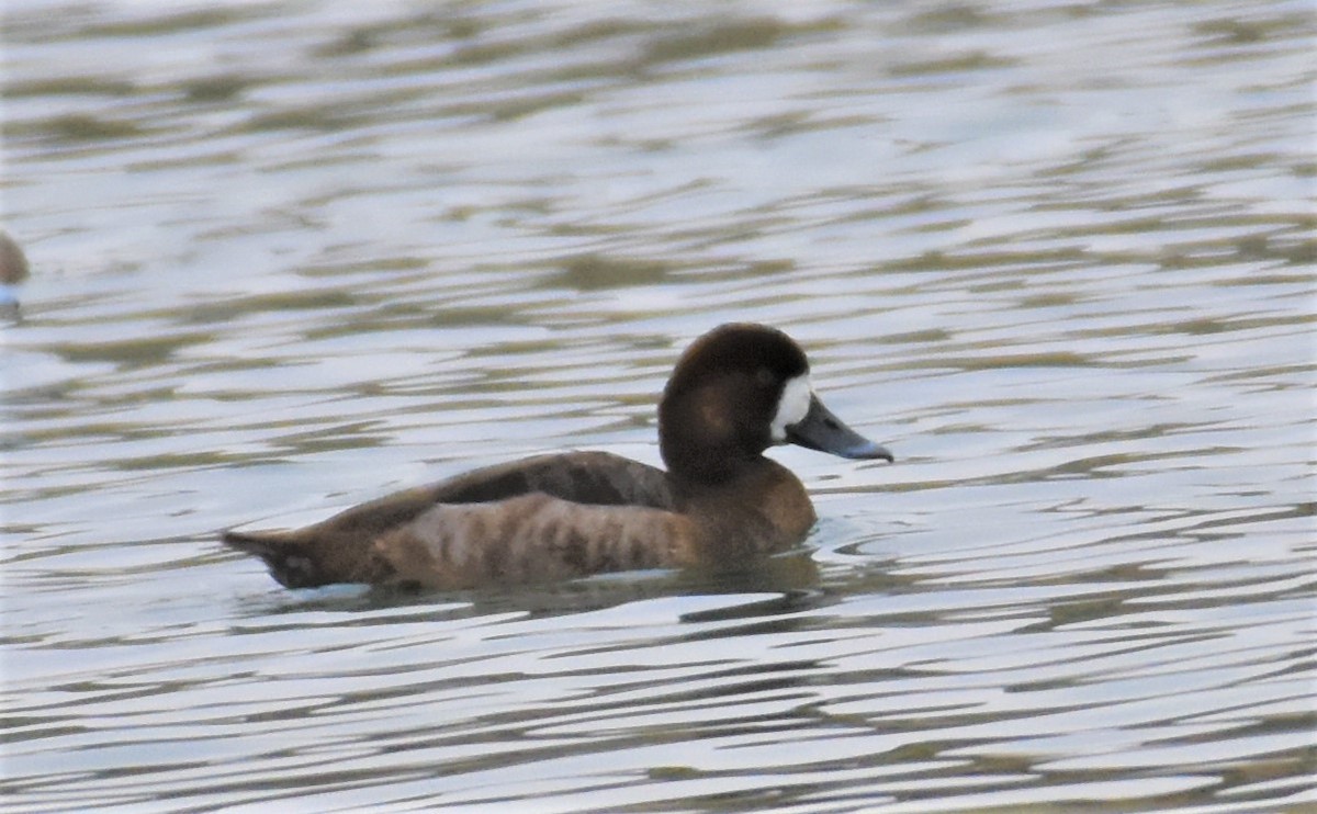Greater Scaup - ML195973891