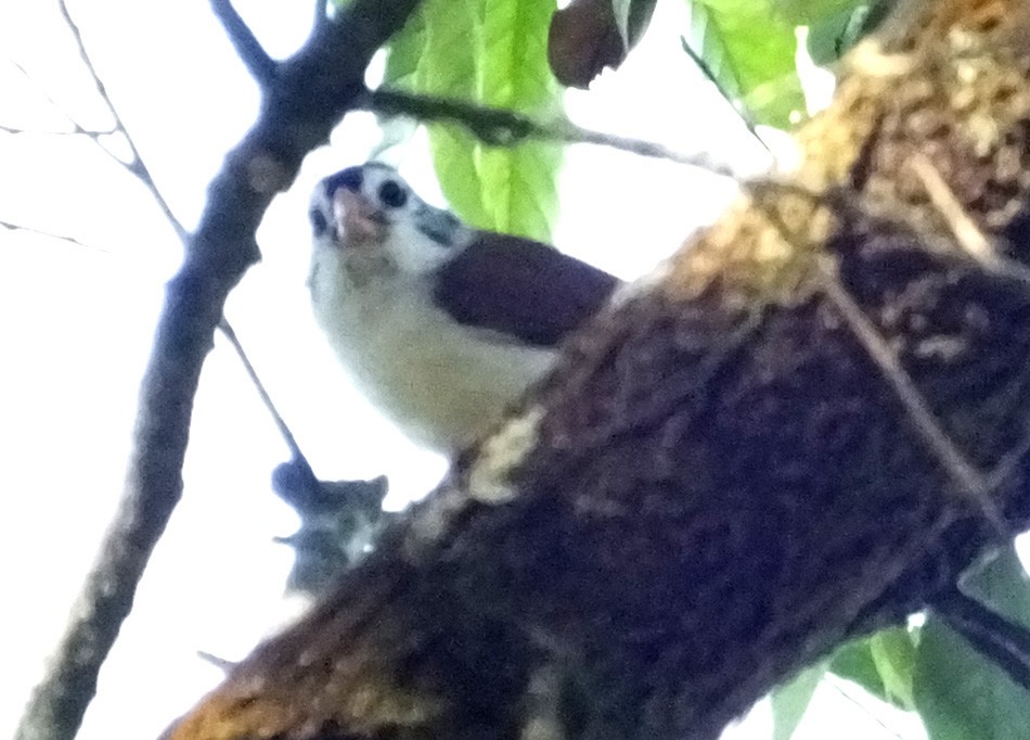 Black-headed Parrotbill - Glenn Morris