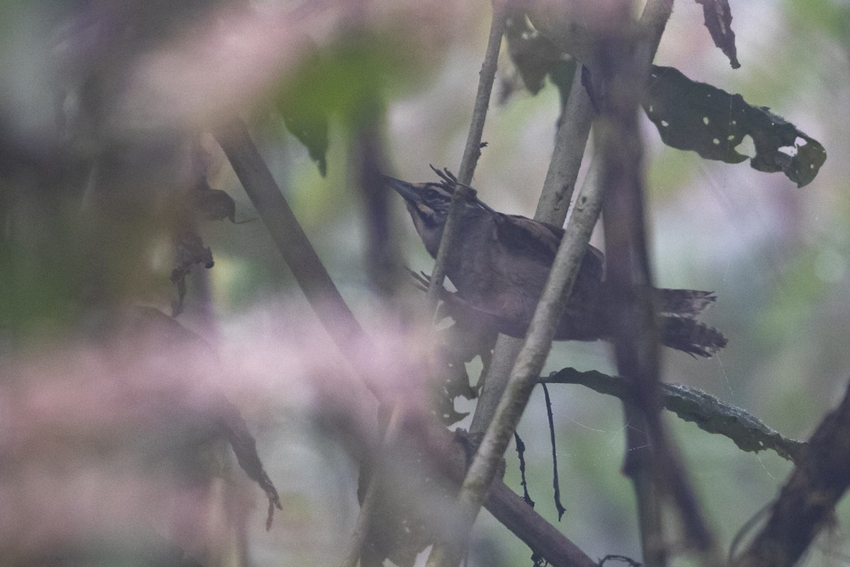 Whiskered Wren - ML195976431