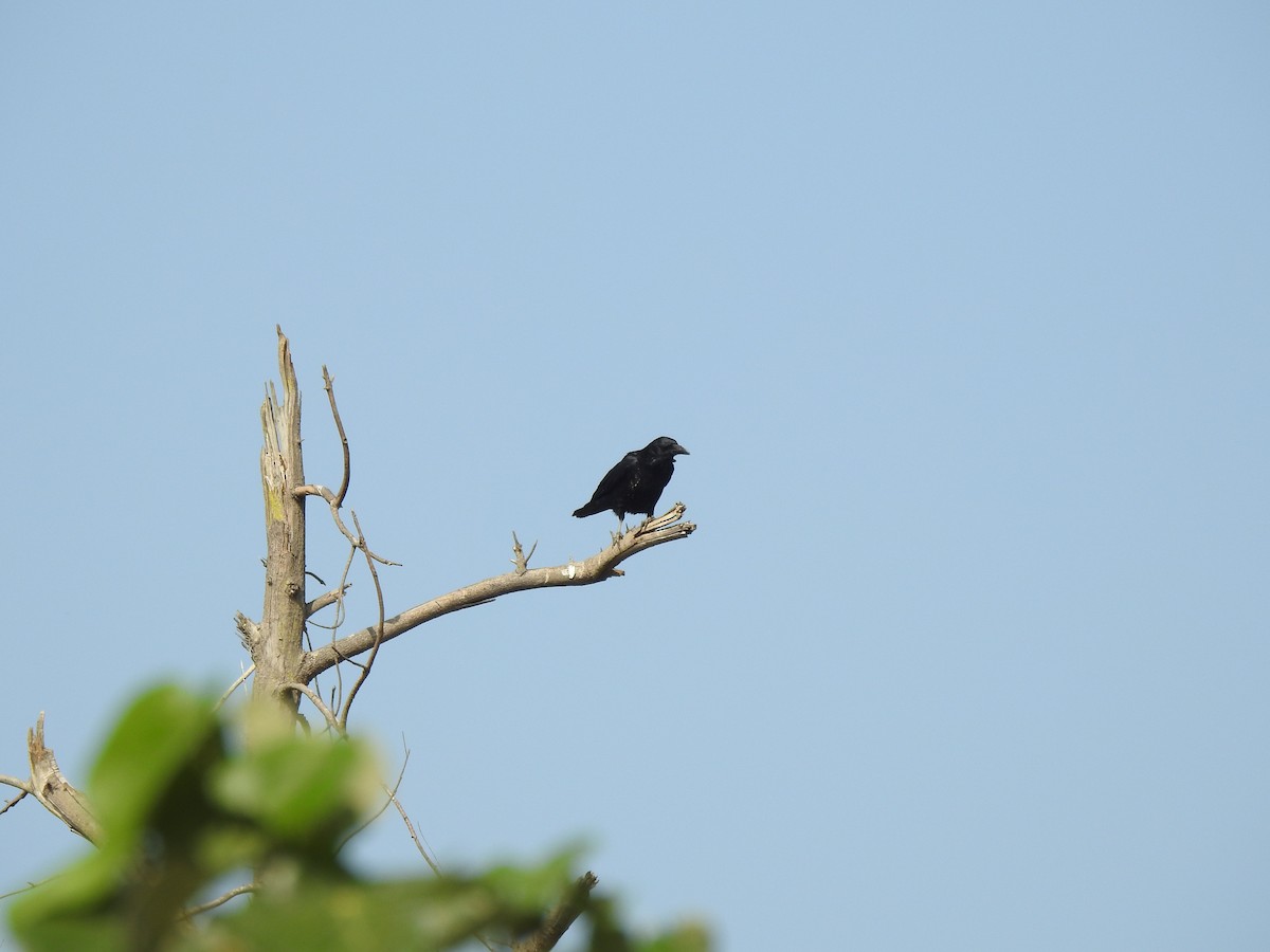 Carrion Crow - Stanley Su