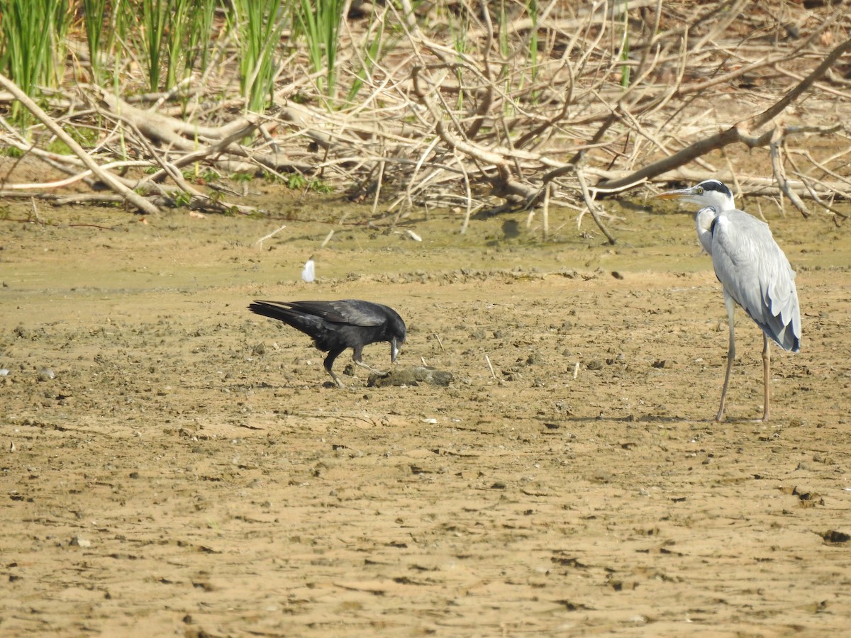 Carrion Crow - ML195978741