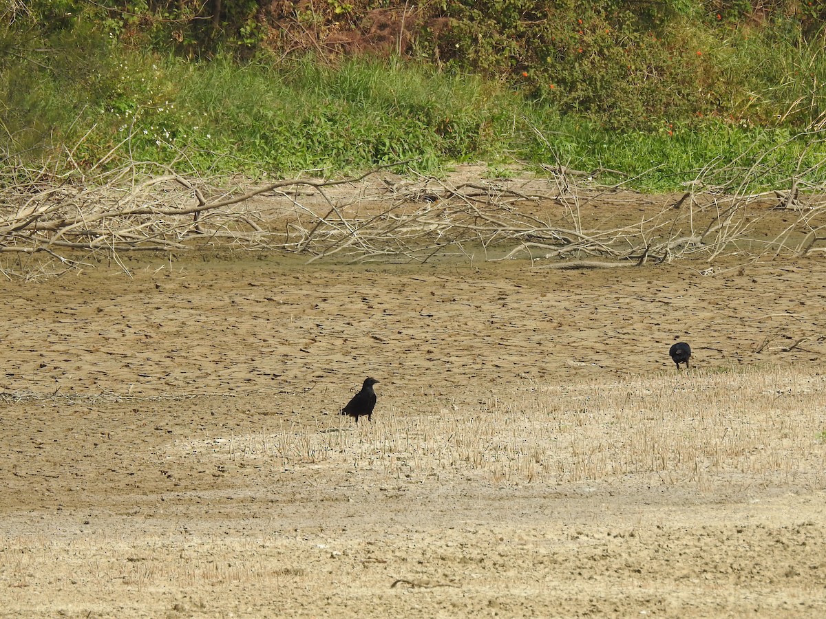 Carrion Crow - ML195978811