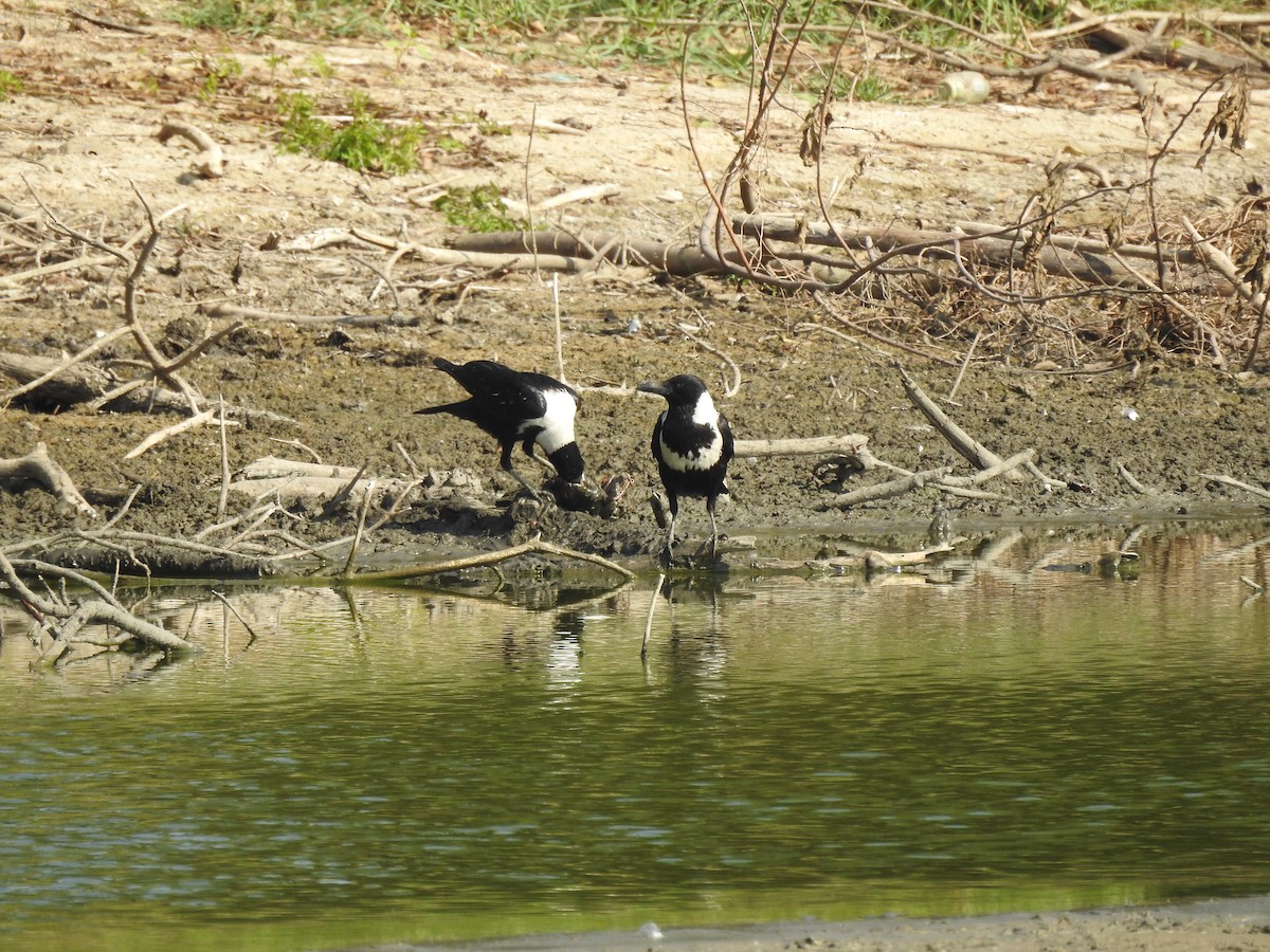 Collared Crow - ML195979001