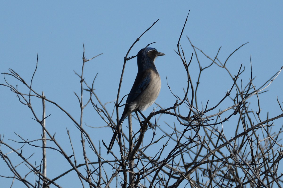 California Scrub-Jay - ML195980151