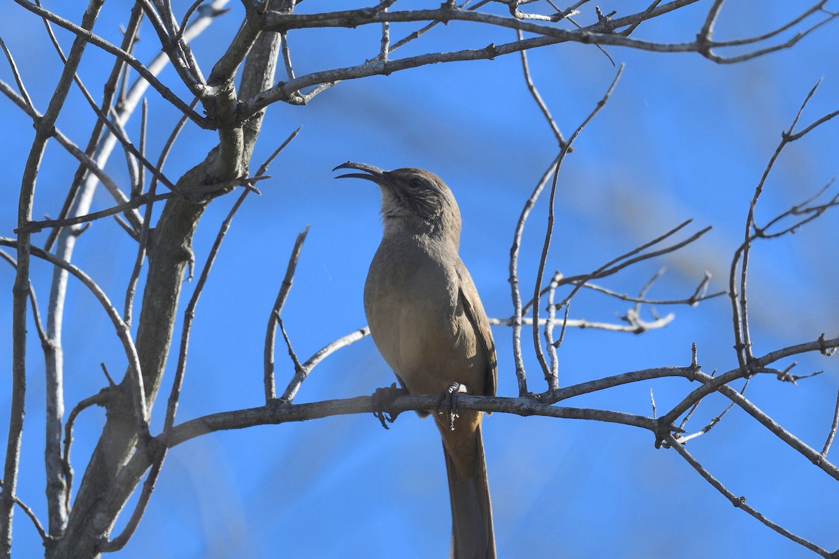 California Thrasher - ML195980311