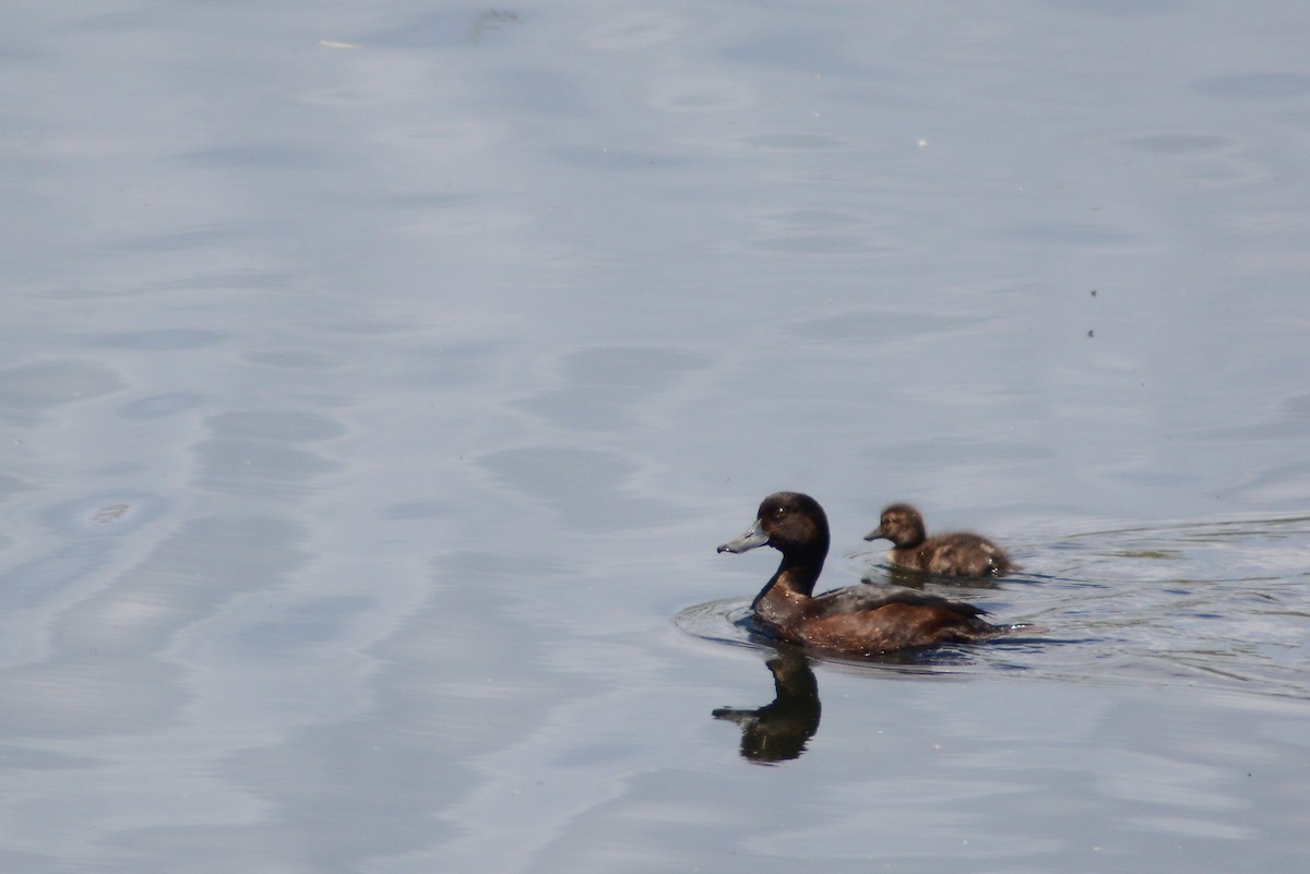 New Zealand Scaup - ML195982341