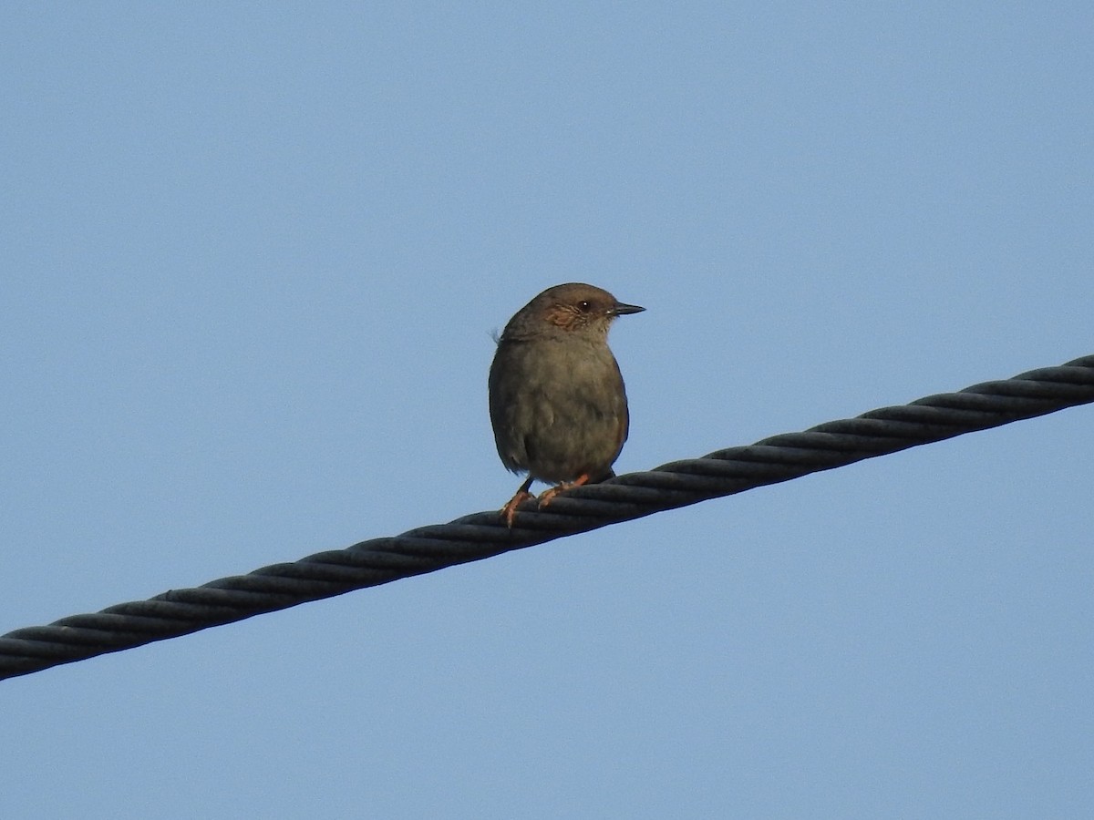 Dunnock - ML195982451