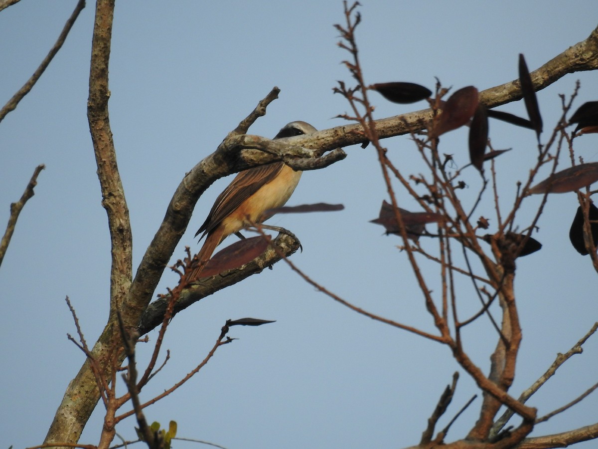 Alcaudón Pardo (lucionensis) - ML195982931