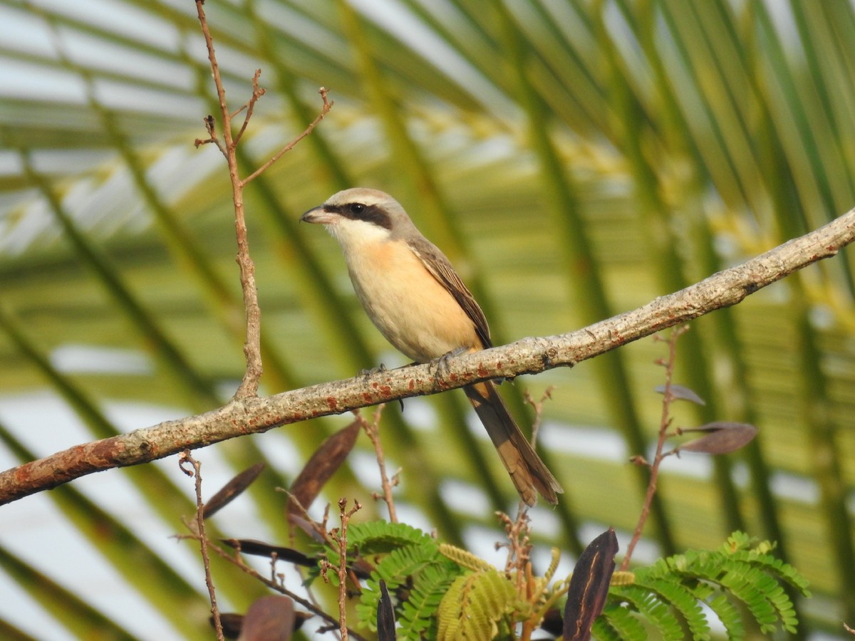 Alcaudón Pardo (lucionensis) - ML195982951