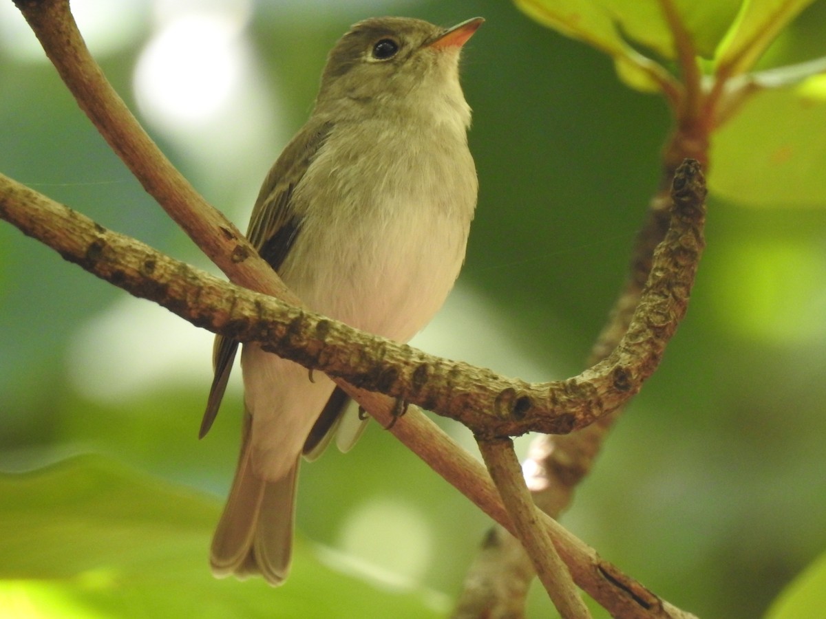 Asian Brown Flycatcher - ML195984301