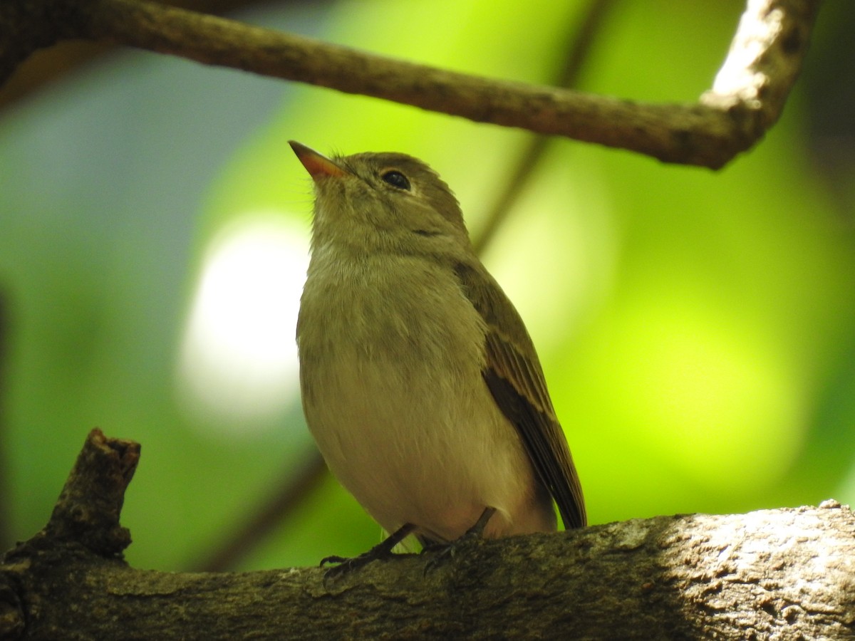 Asian Brown Flycatcher - ML195984321