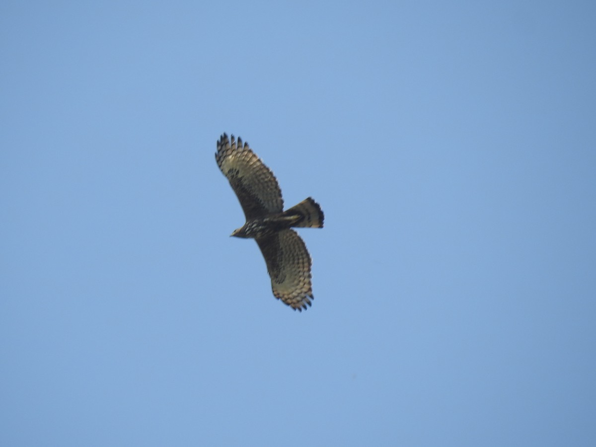 Changeable Hawk-Eagle - ML195985421