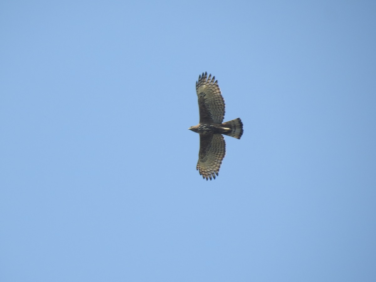 Aigle huppé - ML195985461