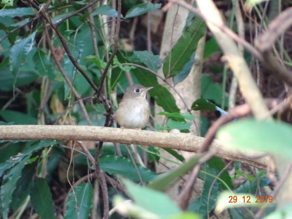 Brown-breasted Flycatcher - ML195991351