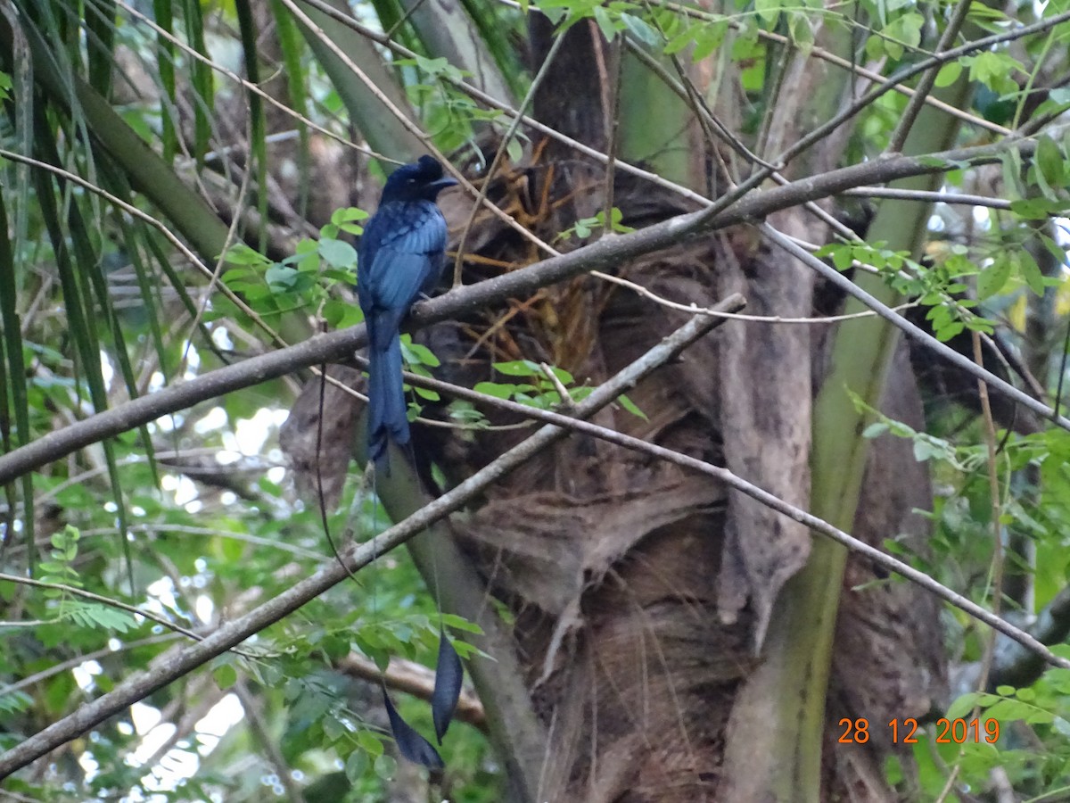 Greater Racket-tailed Drongo - ML195991371