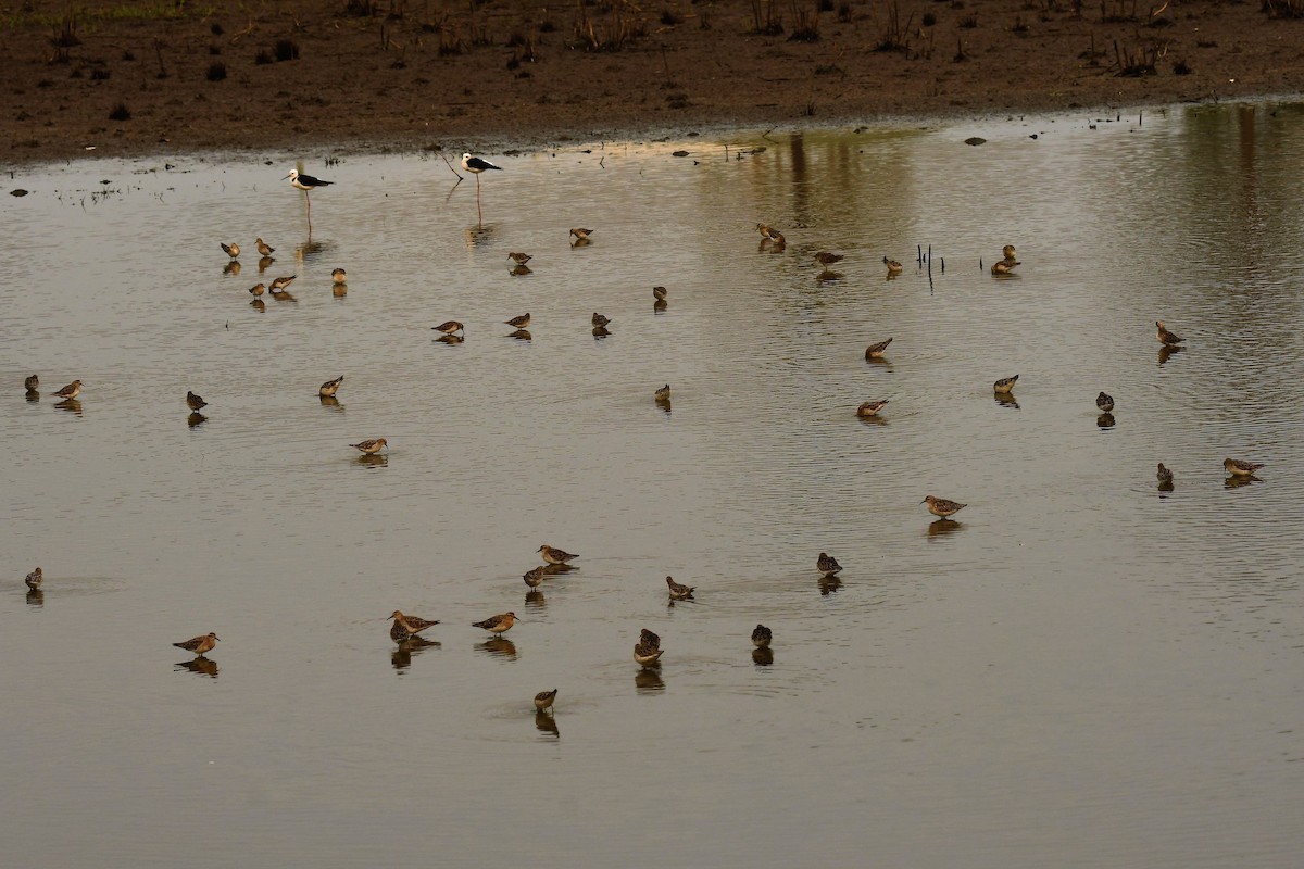 Sharp-tailed Sandpiper - ML195991701