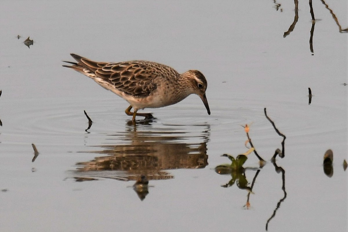 Sharp-tailed Sandpiper - ML195991721