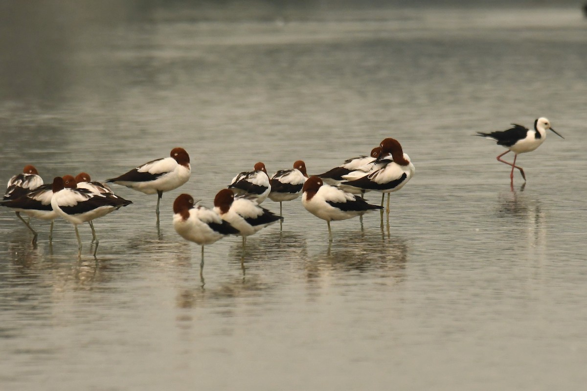 Red-necked Avocet - ML195994251