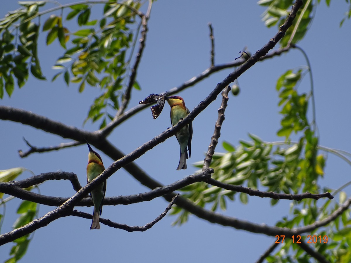 Chestnut-headed Bee-eater - ML195994261