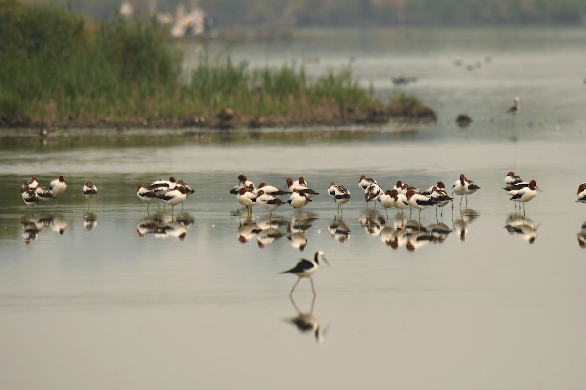 Red-necked Avocet - ML195994351