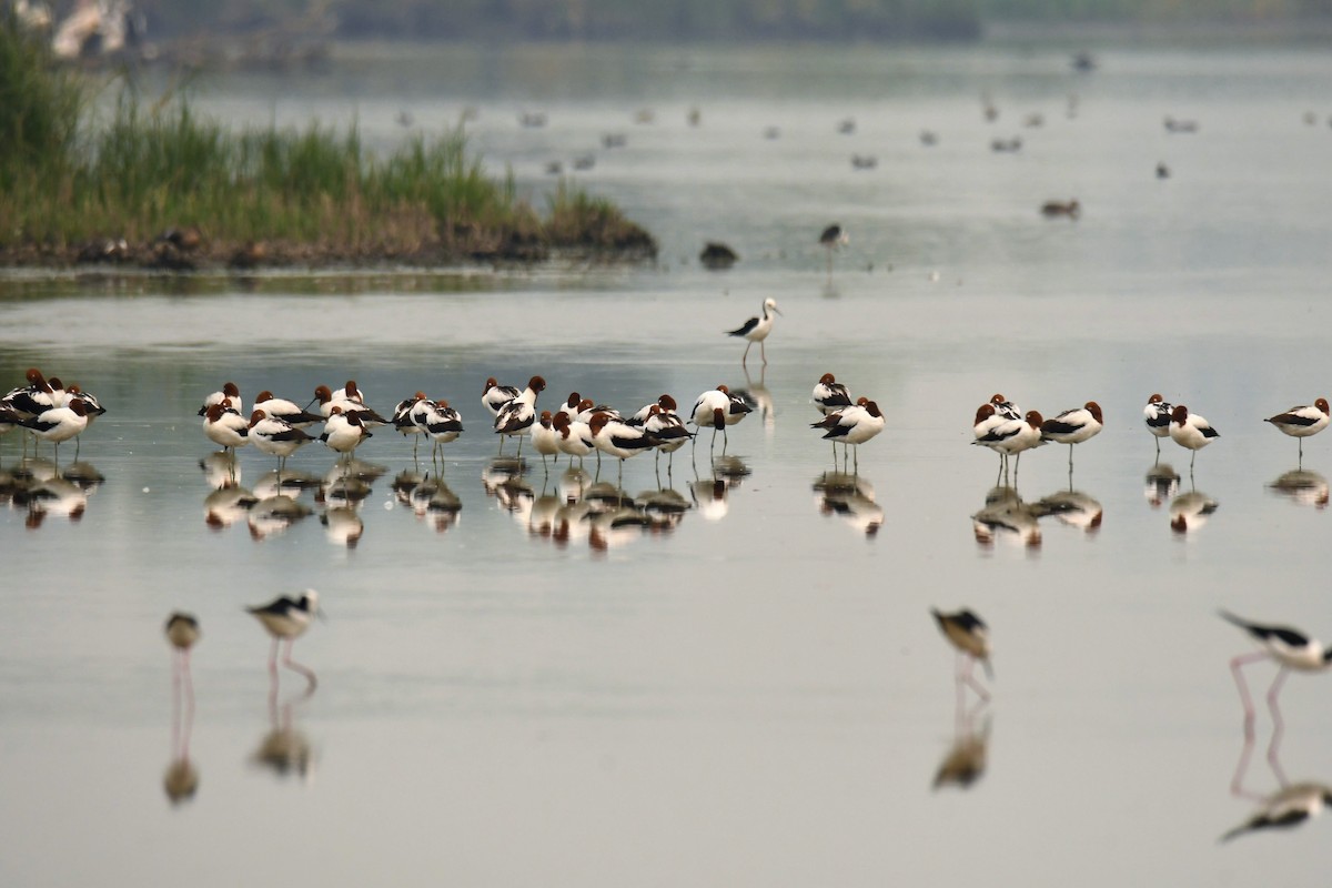 Red-necked Avocet - ML195994361