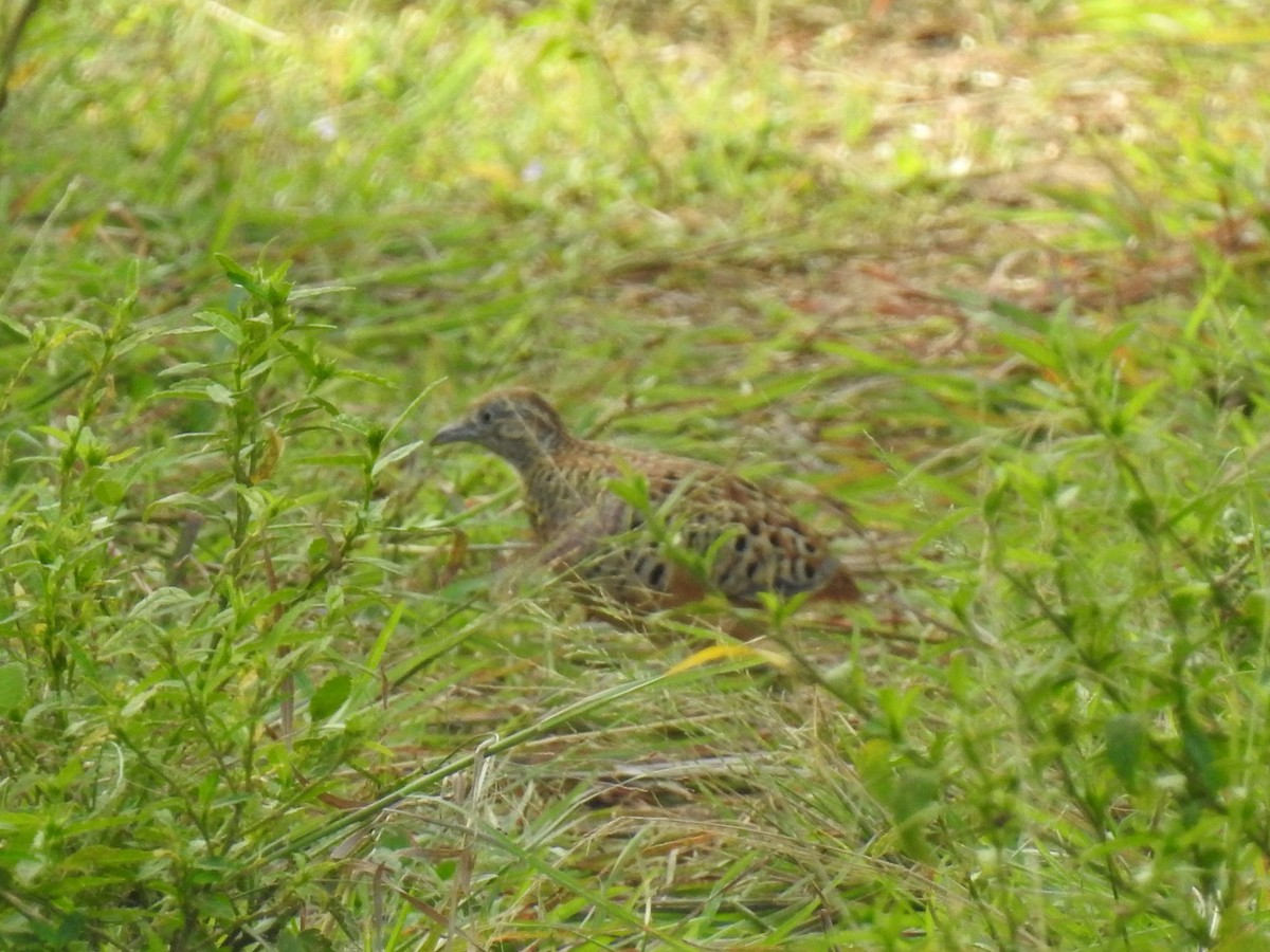 Barred Buttonquail - ML195995171