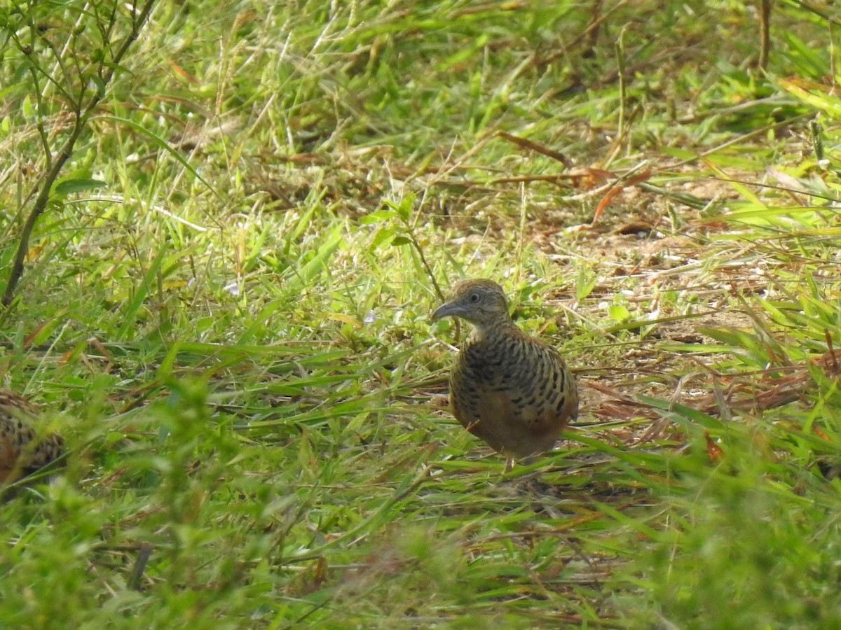 Barred Buttonquail - KARTHIKEYAN R