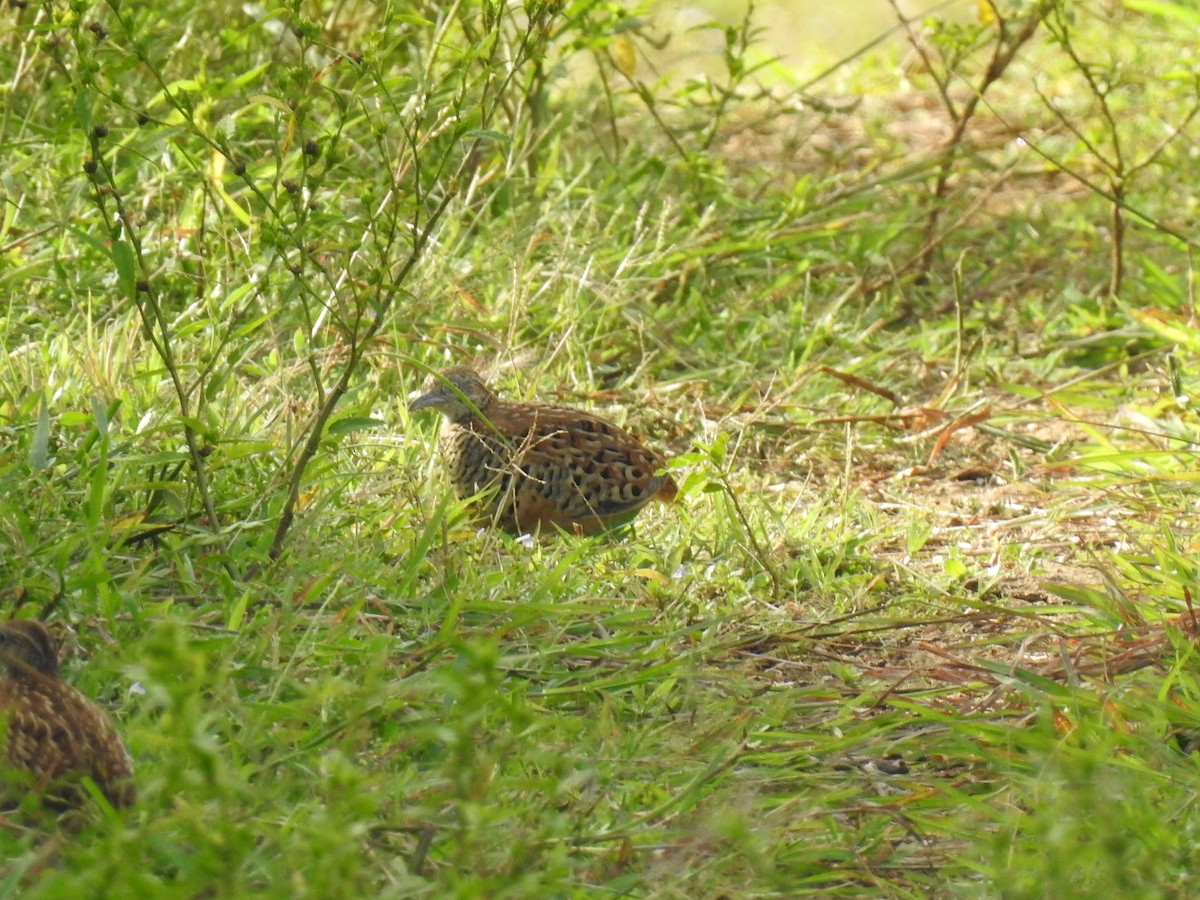 Barred Buttonquail - ML195995281