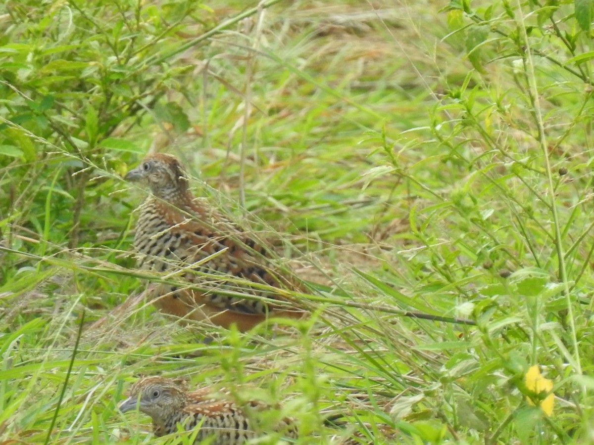 Barred Buttonquail - ML195995411