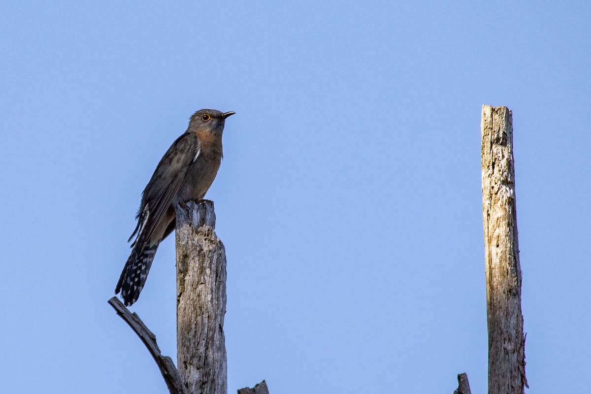 Fan-tailed Cuckoo - Ramit Singal