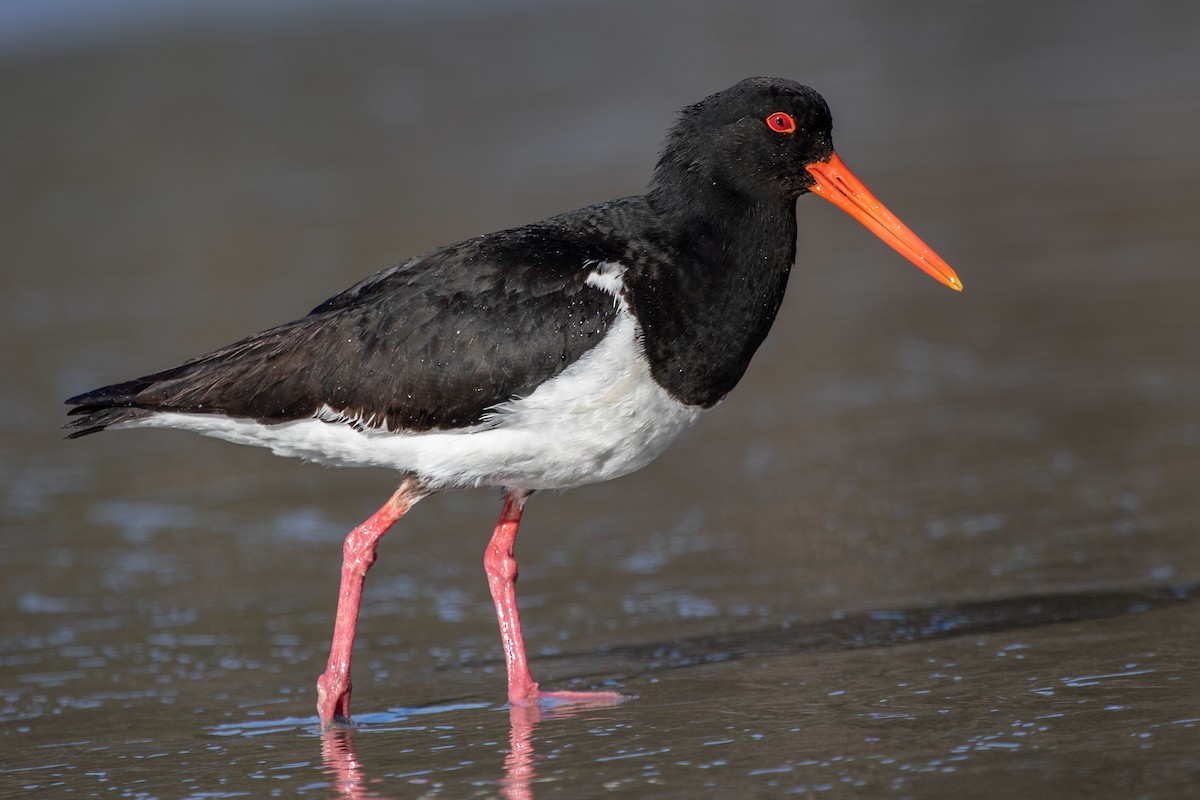 Pied Oystercatcher - Ramit Singal