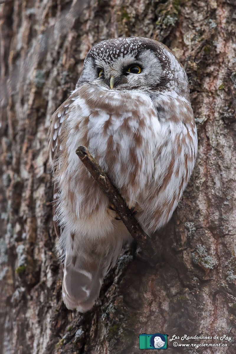 Boreal Owl - Rey Clermont