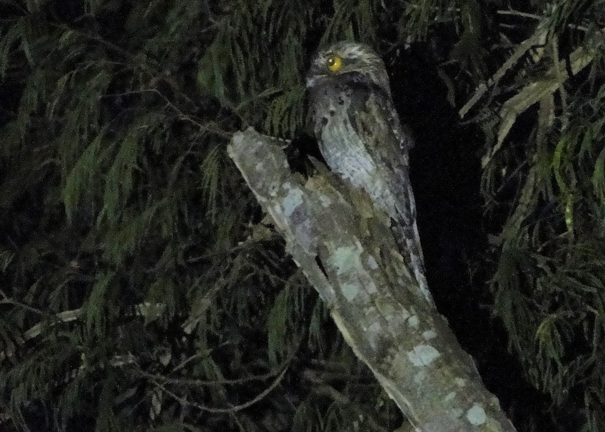 Common Potoo - ML195997521