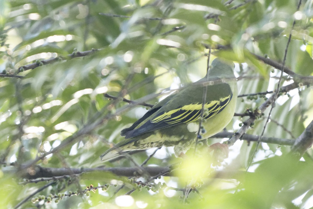 Thick-billed Green-Pigeon - John Adlard