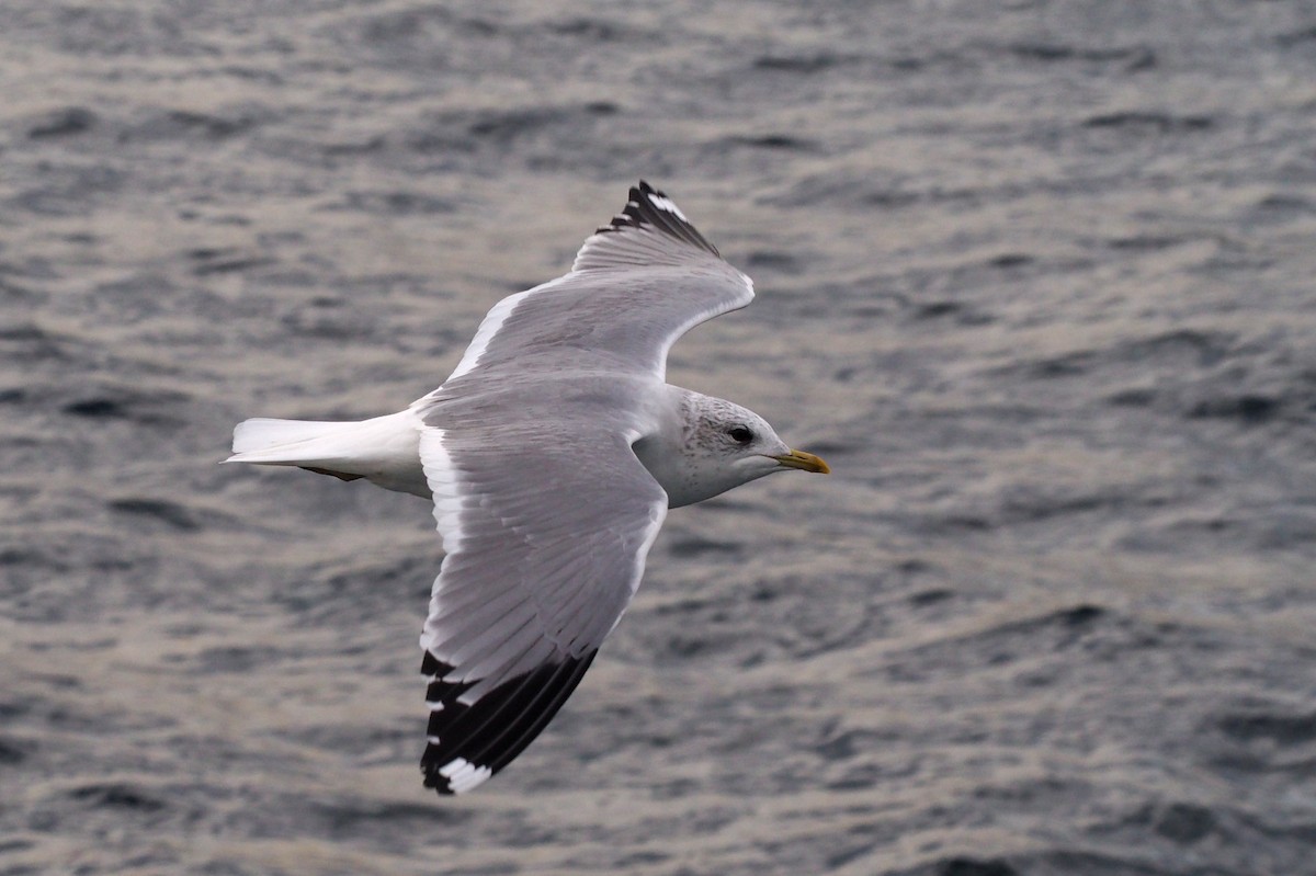 Common Gull - Kerem Ali Boyla