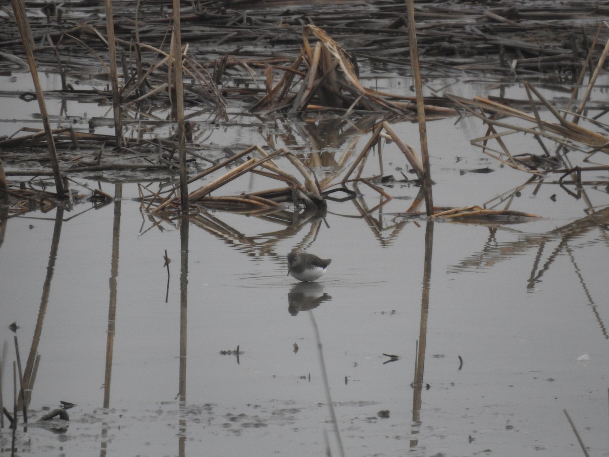 Green Sandpiper - Jupiter Jeon