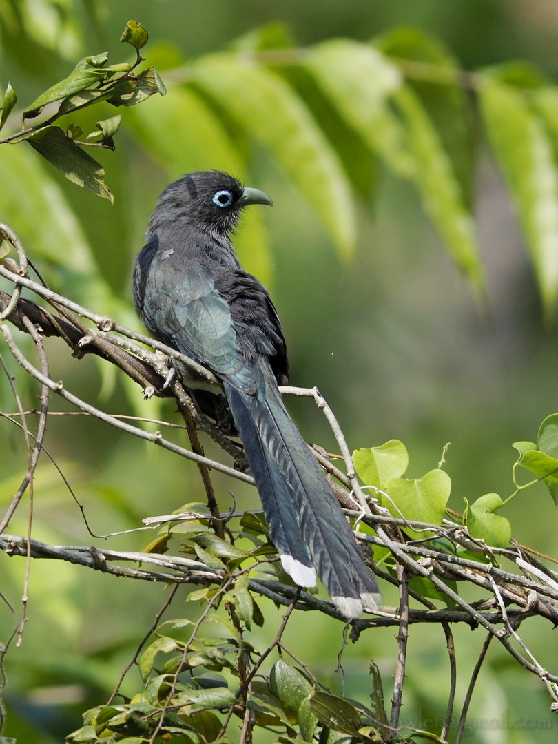 Blue-faced Malkoha - Rajesh Radhakrishnan