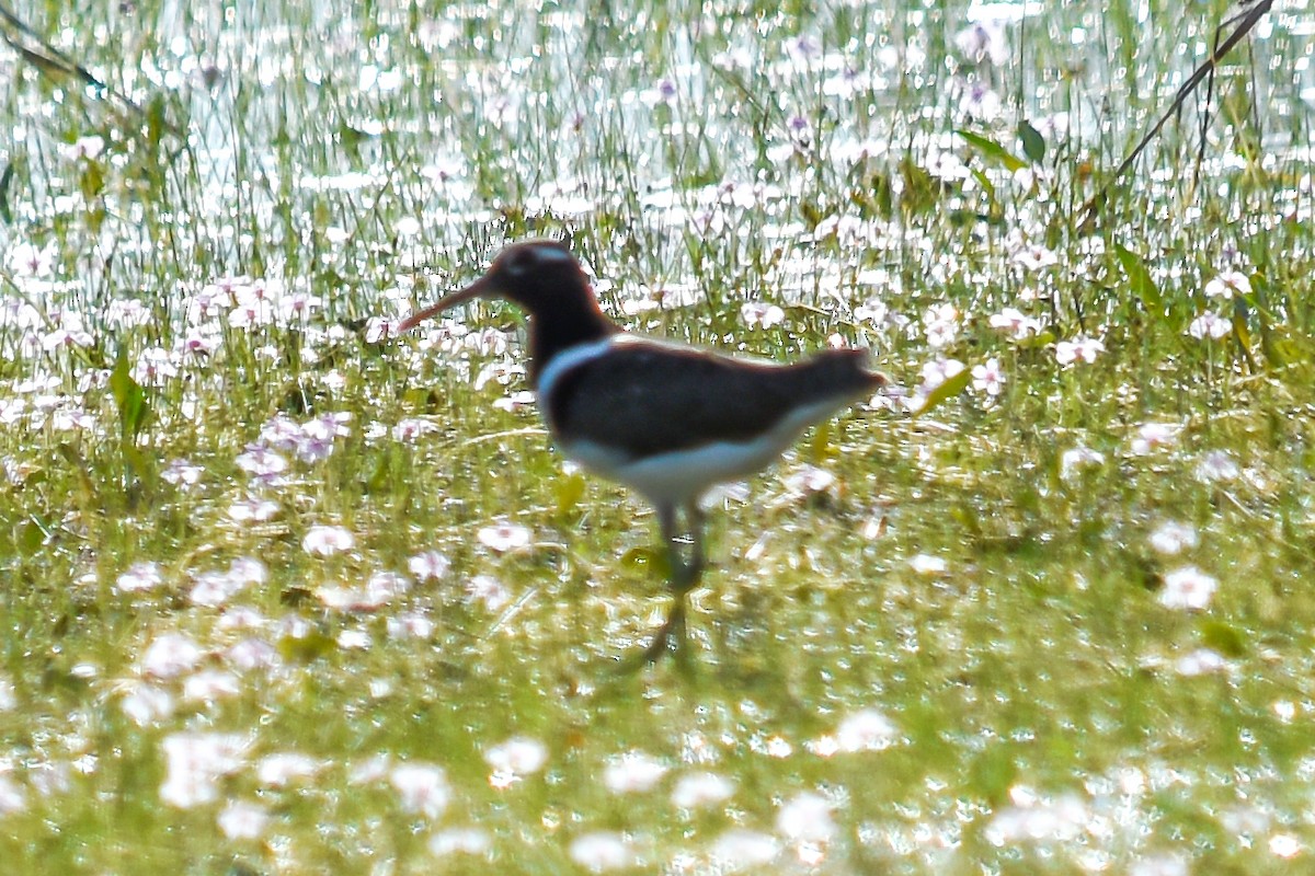 Australian Painted-Snipe - ML196007731