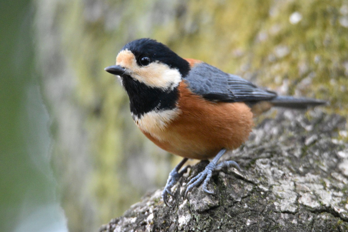 Varied Tit - Wind K