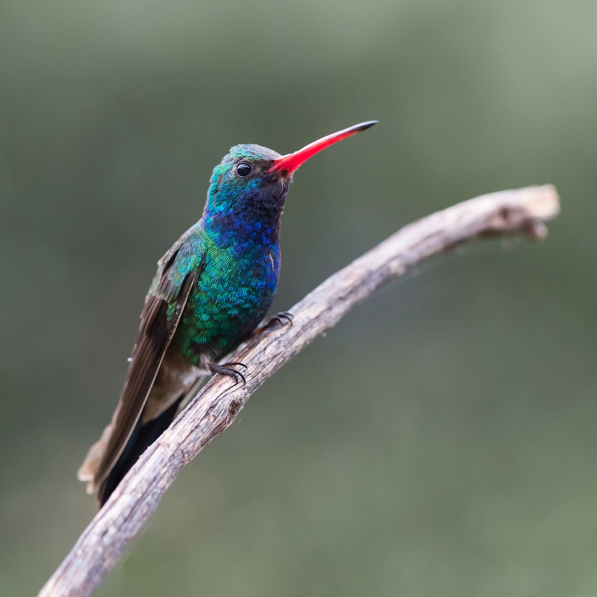 Colibrí Piquiancho Común - ML196011281