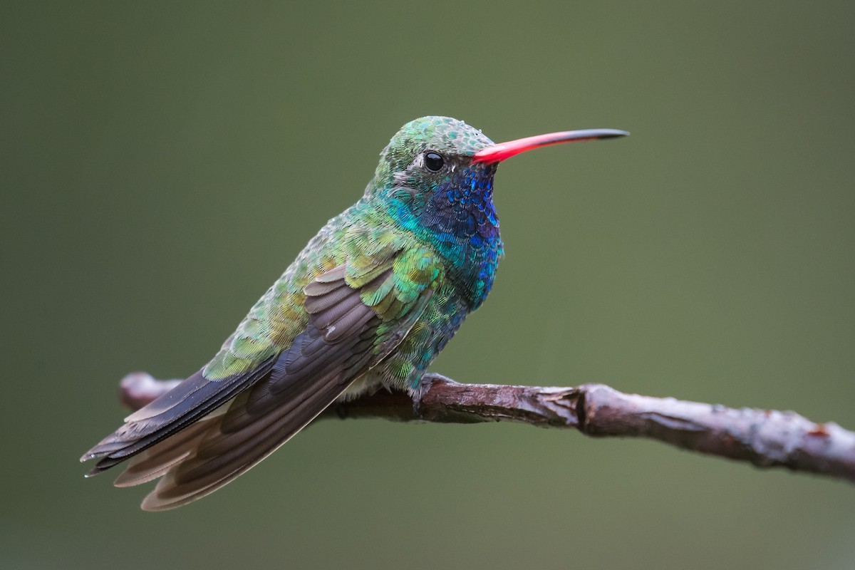 kolibřík širokozobý - ML196011411