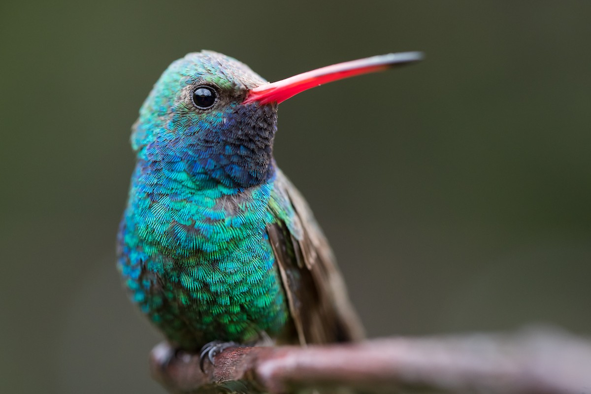 Colibrí Piquiancho Común - ML196011521