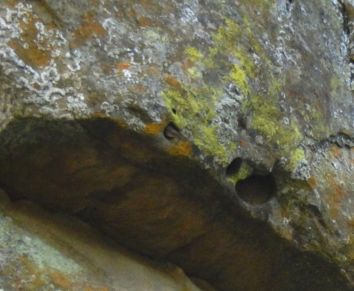 Troglodyte des canyons - ML196013401