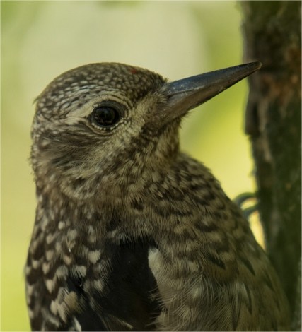 Yellow-bellied Sapsucker - ML196014561