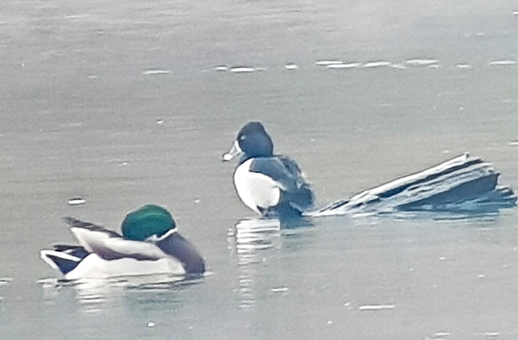 Ring-necked Duck - Iris Lichtenberg