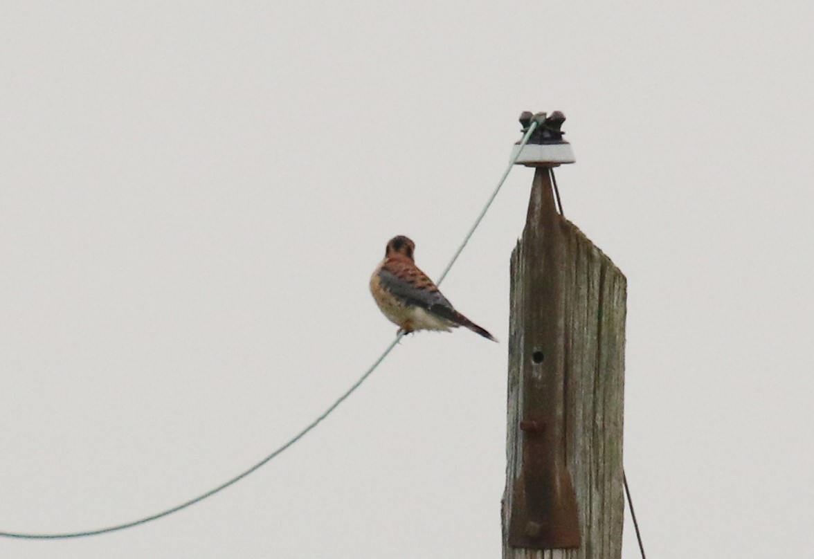 American Kestrel - ML196016401