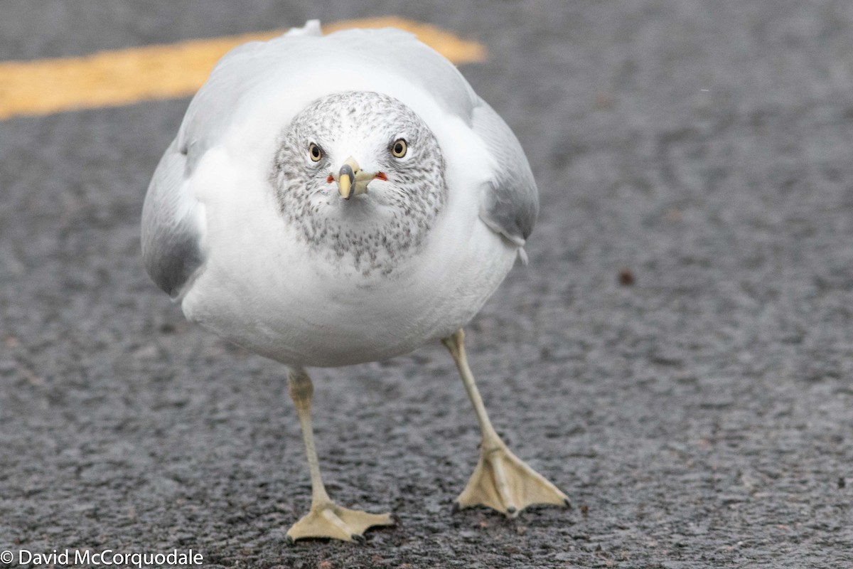 Ring-billed Gull - David McCorquodale