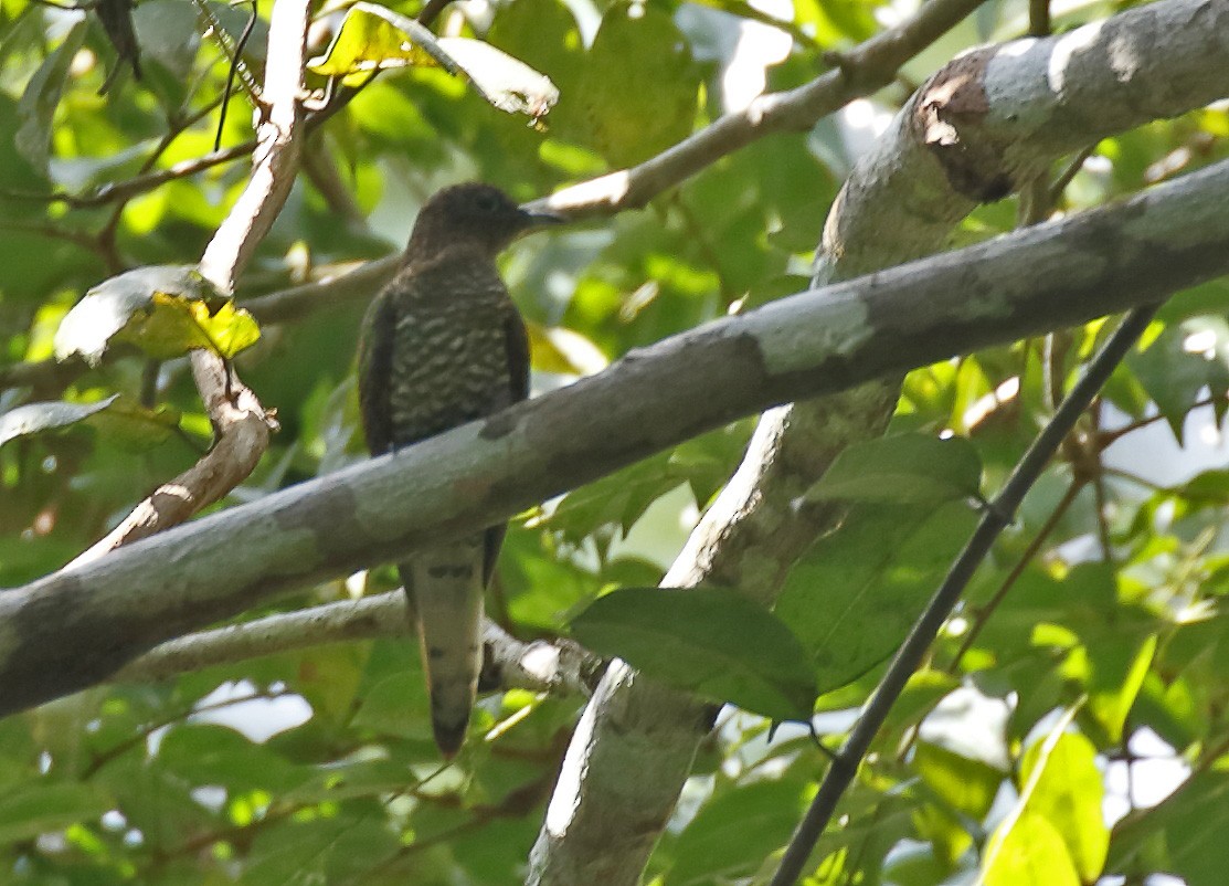 African Emerald Cuckoo - ML196017951