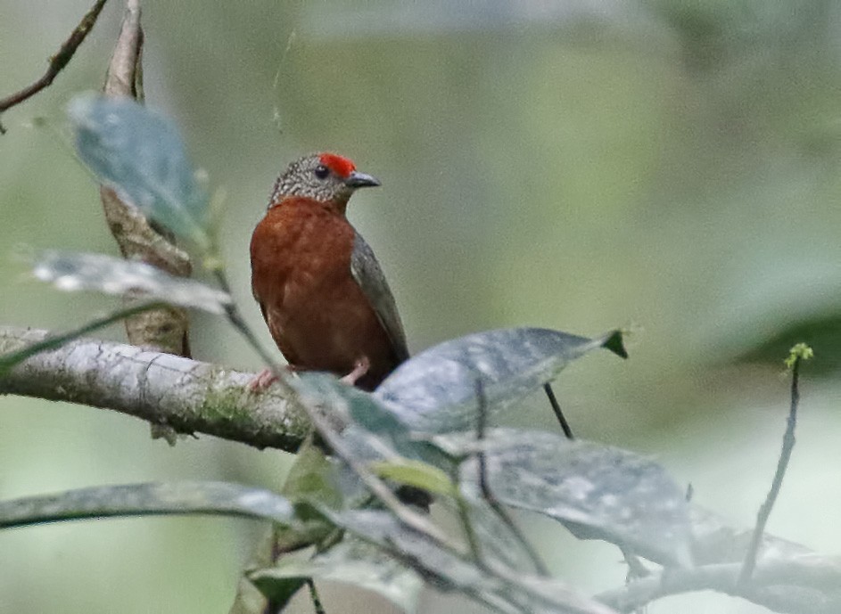 Red-fronted Antpecker - Dave Curtis