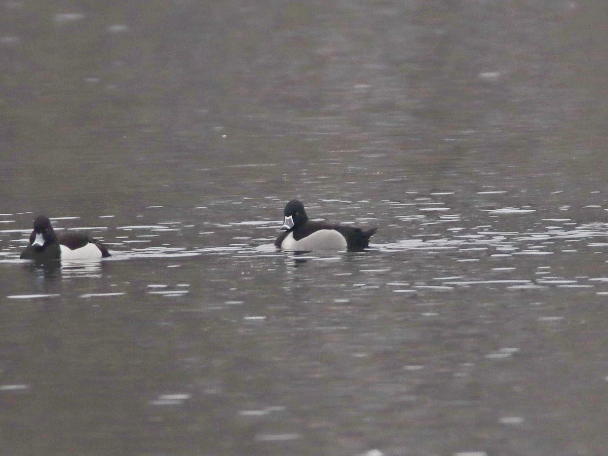 Ring-necked Duck - ML196018731